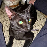 Baloo participe au concours pour gagner de l'argent avec cette photo : adult, animal, blackcat, cat, clothing, couch, cushion, footwear, furniture, jeans, kitten, male, man, pants, person, pet, plant, pottedplant, pottery, shoe