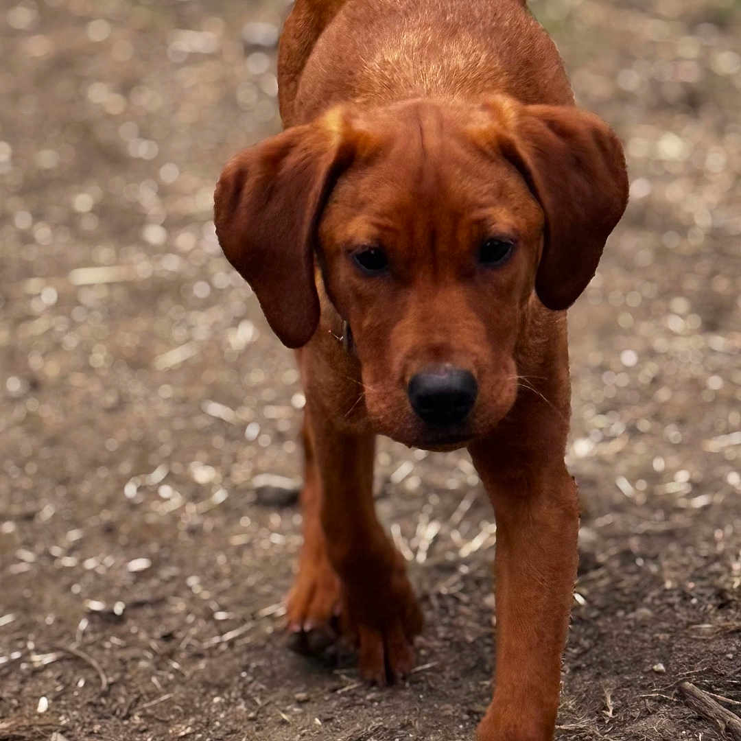 Snippy joined the competition — help win amazing prizes! animal, blurred_background, brown, canine, curious, cute, dirt, dog, ears, four_legs, fur, ground, mammal, nature, outdoor, pet, puppy, snout, walking, young