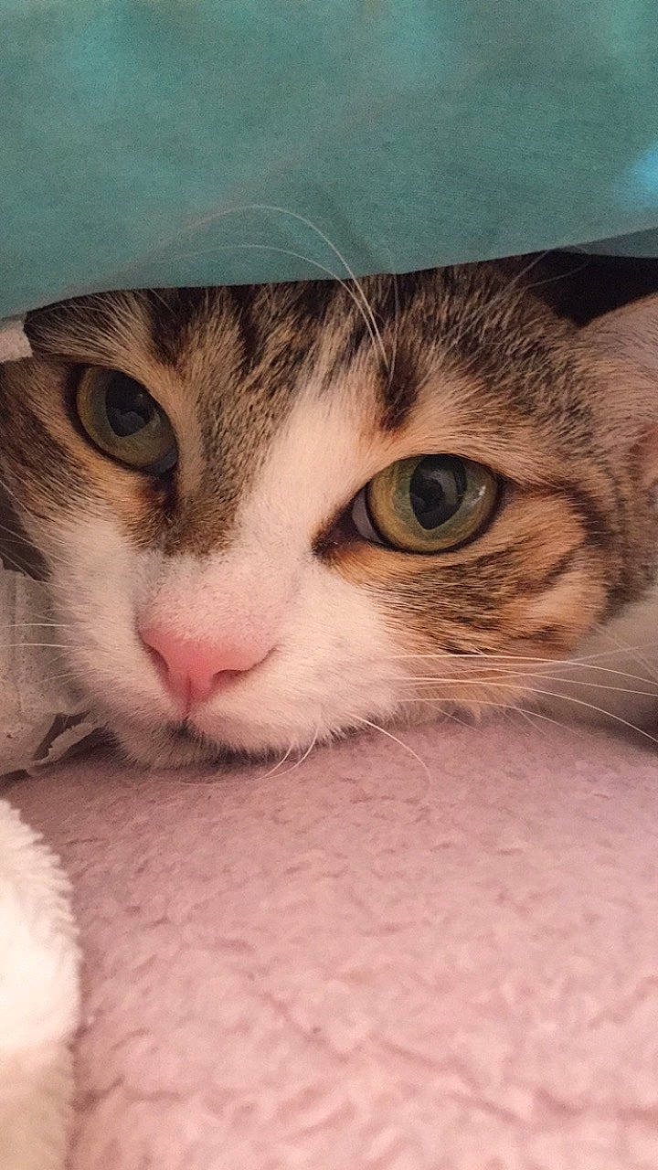 Maya participe au concours pour gagner de l'argent avec cette photo : carnivore, cat, close_up, comfort, domestic_short_haired_cat, ear, eyelash, fawn, felidae, fur, gesture, hand, human_body, iris, mammal, nose, paw, small_to_medium_sized_cats, snout, whiskers