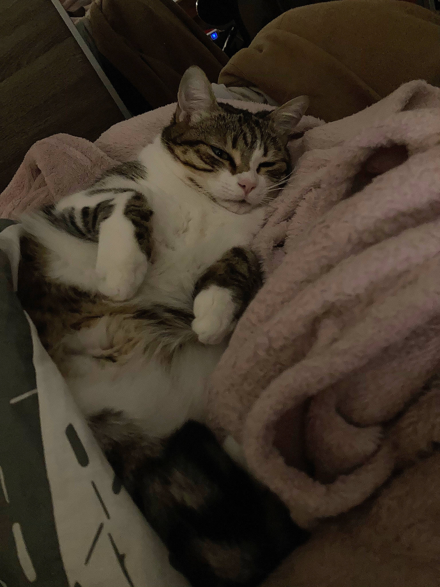 Maya a rejoint le concours — aidez-le/la à gagner de superbes lots ! bed, bedding, carnivore, cat, claw, comfort, domestic_short_haired_cat, felidae, fur, gesture, linens, nap, paw, sitting, sleep, small_to_medium_sized_cats, snout, whiskers