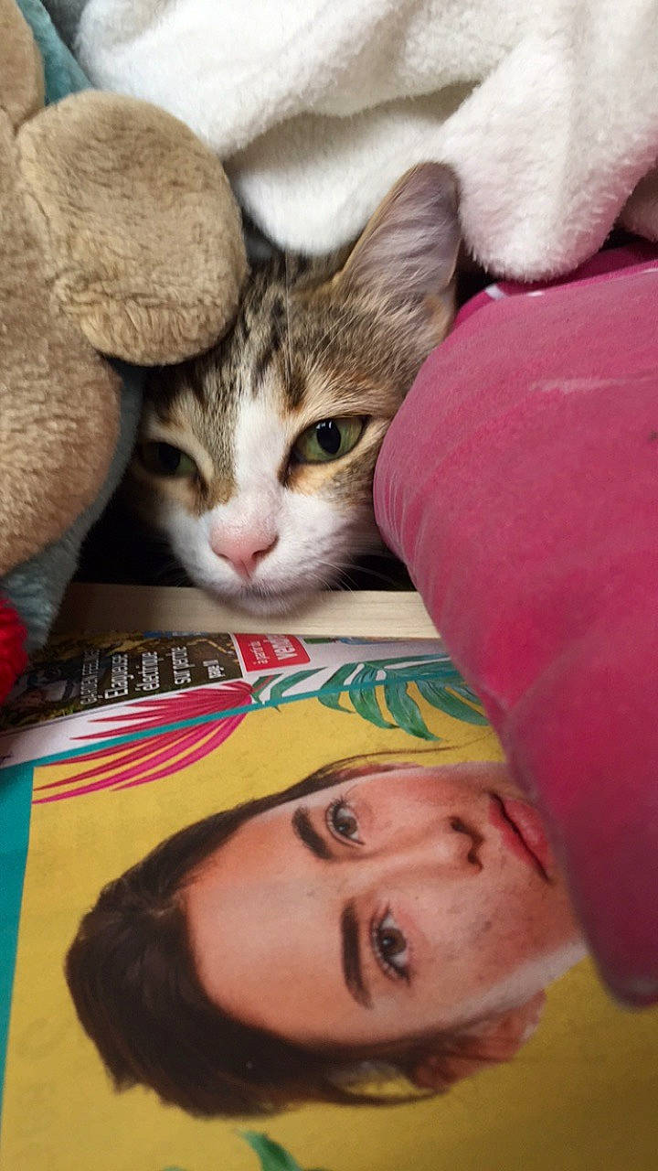 Maya a rejoint le concours — aidez-le/la à gagner de superbes lots ! carnivore, cat, child, close_up, comfort, domestic_short_haired_cat, eyelash, felidae, fur, happy, leisure, nose, paw, room, small_to_medium_sized_cats, visual_arts, whiskers