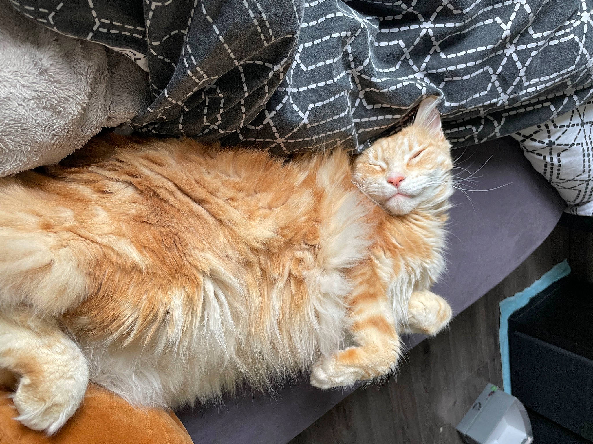 Melchior a rejoint le concours — aidez-le/la à gagner de superbes lots ! box, carnivore, cat, claw, comfort, denim, domestic_short_haired_cat, fawn, felidae, fur, human_leg, lap, maine_coon, orange, pattern, paw, small_to_medium_sized_cats, snout, tail, whiskers