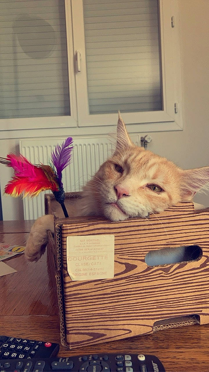 Melchior participe au concours pour gagner de l'argent avec cette photo : bird, box, carnivore, cat, comfort, domestic_short_haired_cat, fawn, felidae, flooring, hardwood, linens, plant, rectangle, room, small_to_medium_sized_cats, tail, whiskers, window, window_blind, wood