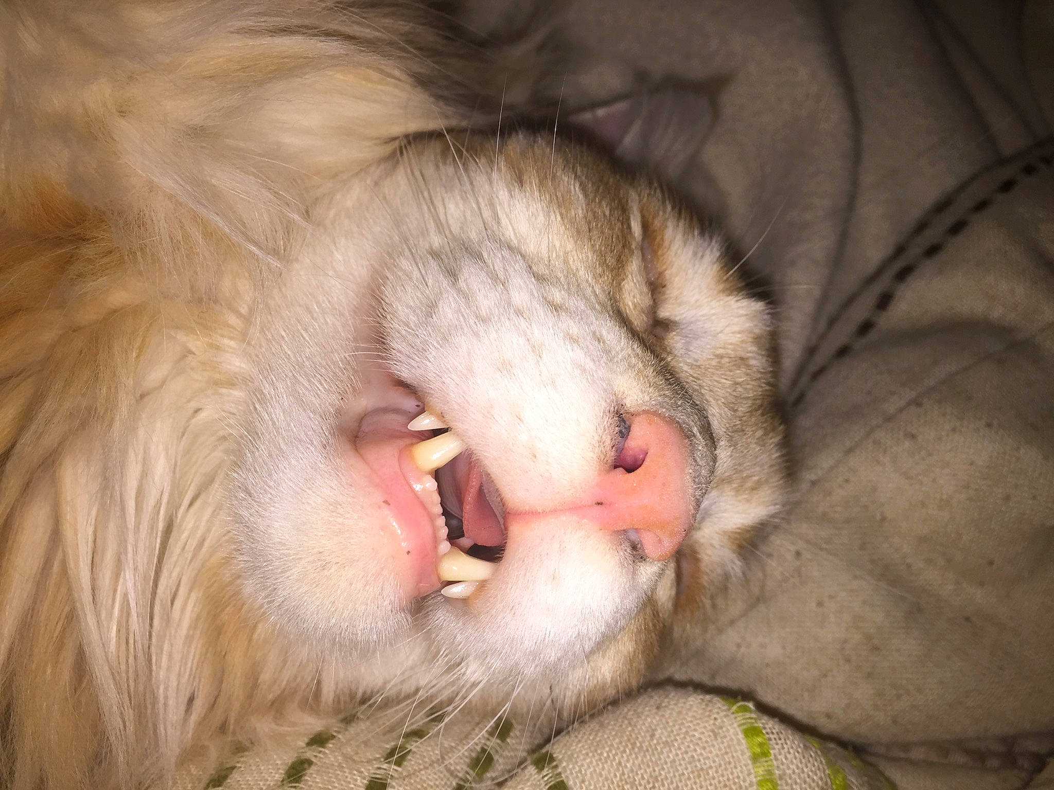 Melchior participe au concours pour gagner de l'argent avec cette photo : carnivore, cat, claw, comfort, ear, fang, fawn, felidae, fur, nap, paw, roar, shout, small_to_medium_sized_cats, snout, terrestrial_animal, tooth, whiskers, wildlife, yawn