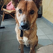 Gazo a rejoint le concours — aidez-le/la à gagner de superbes lots ! accessories, animal, armchair, bag, canine, chair, couch, dog, furniture, germanshepherd, goldenretriever, handbag, hound, husky, pet, plywood, puppy, snout, strap, wood