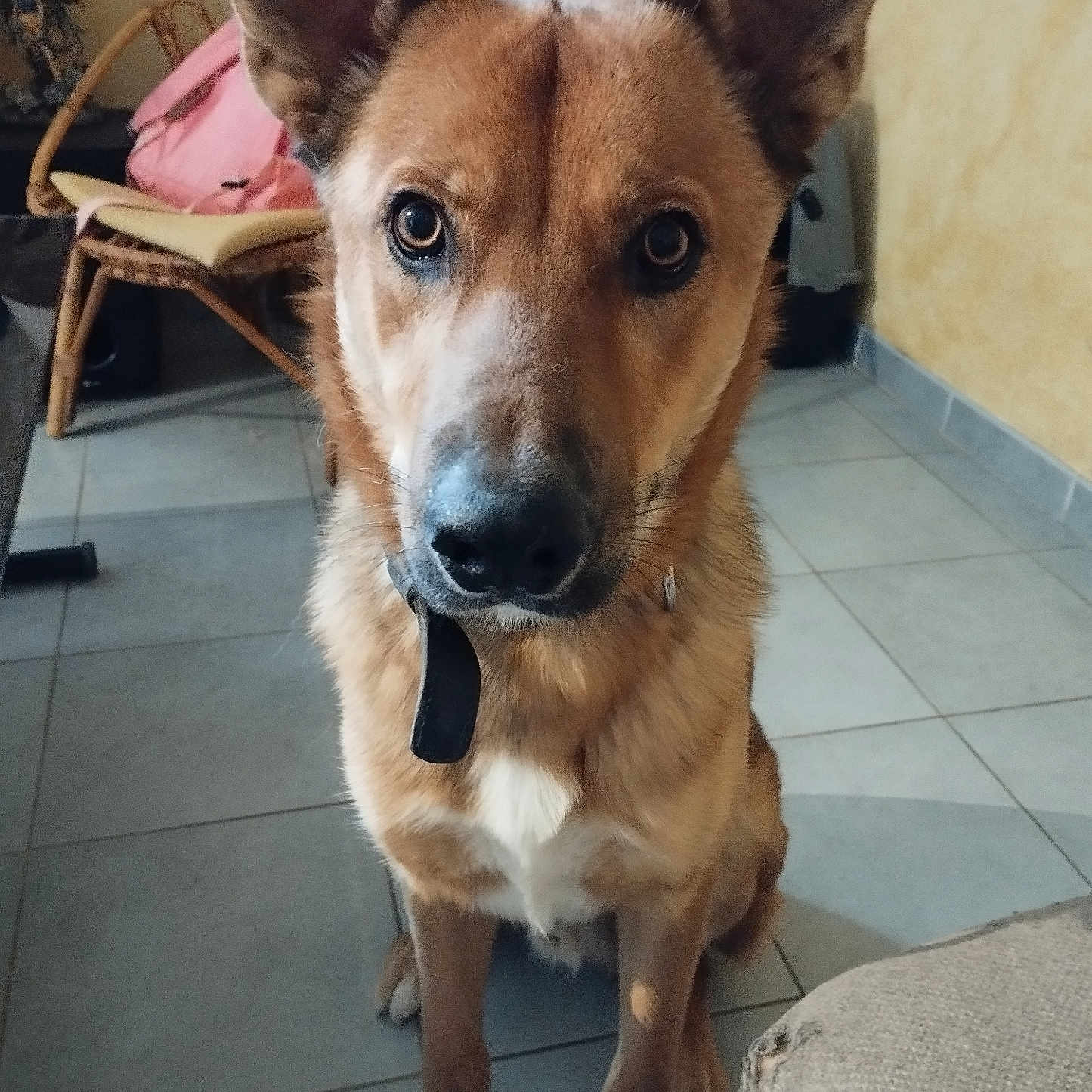 Gazo a rejoint le concours — aidez-le/la à gagner de superbes lots ! accessories, animal, armchair, bag, canine, chair, couch, dog, furniture, germanshepherd, goldenretriever, handbag, hound, husky, pet, plywood, puppy, snout, strap, wood