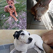 Lul participe au concours pour gagner de l'argent avec cette photo : animal, ball, canine, cat, dog, face, grass, head, hound, husky, outdoors, person, pet, photography, plant, portrait, puppy, sport, tennis, tennisball