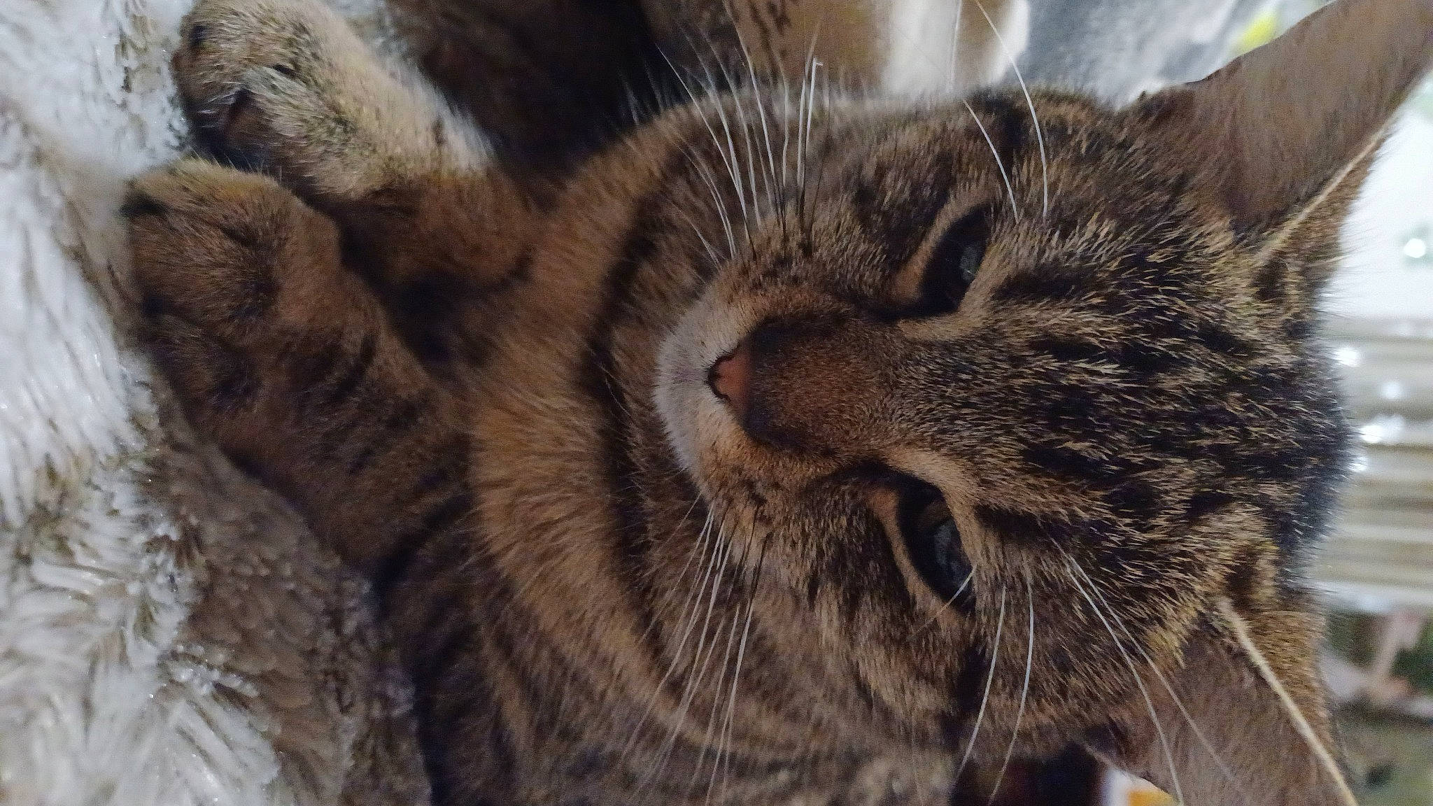 Tigresse participe au concours pour gagner de l'argent avec cette photo : carnivore, cat, close_up, domestic_short_haired_cat, felidae, fur, mammal, paw, small_to_medium_sized_cats, snout, terrestrial_animal, vertebrate, whiskers, wildlife