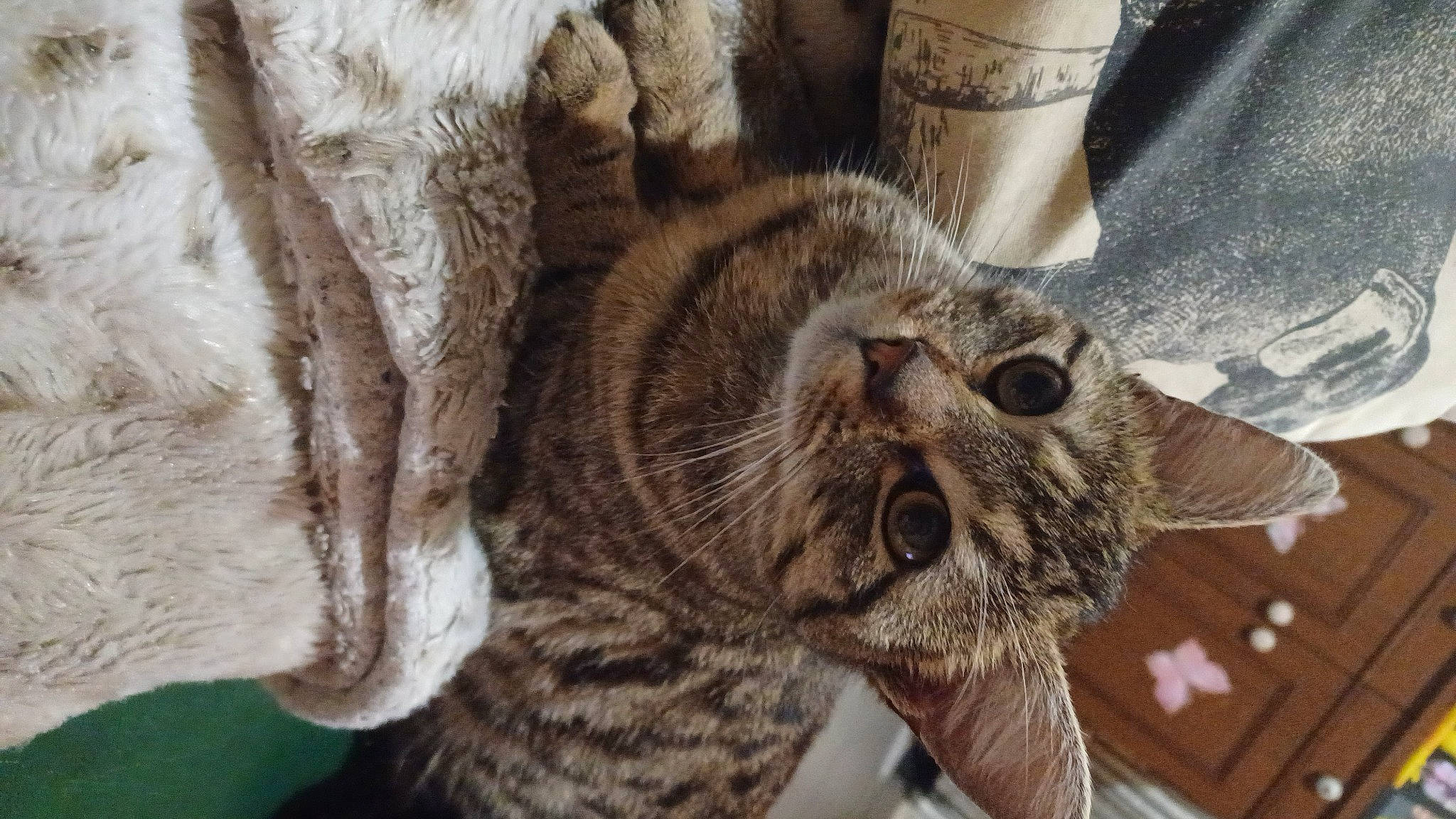 Tigresse participe au concours pour gagner de l'argent avec cette photo : carnivore, cat, claw, comfort, domestic_short_haired_cat, fawn, felidae, fur, nap, paw, sleep, small_to_medium_sized_cats, snout, terrestrial_animal, whiskers, wildlife