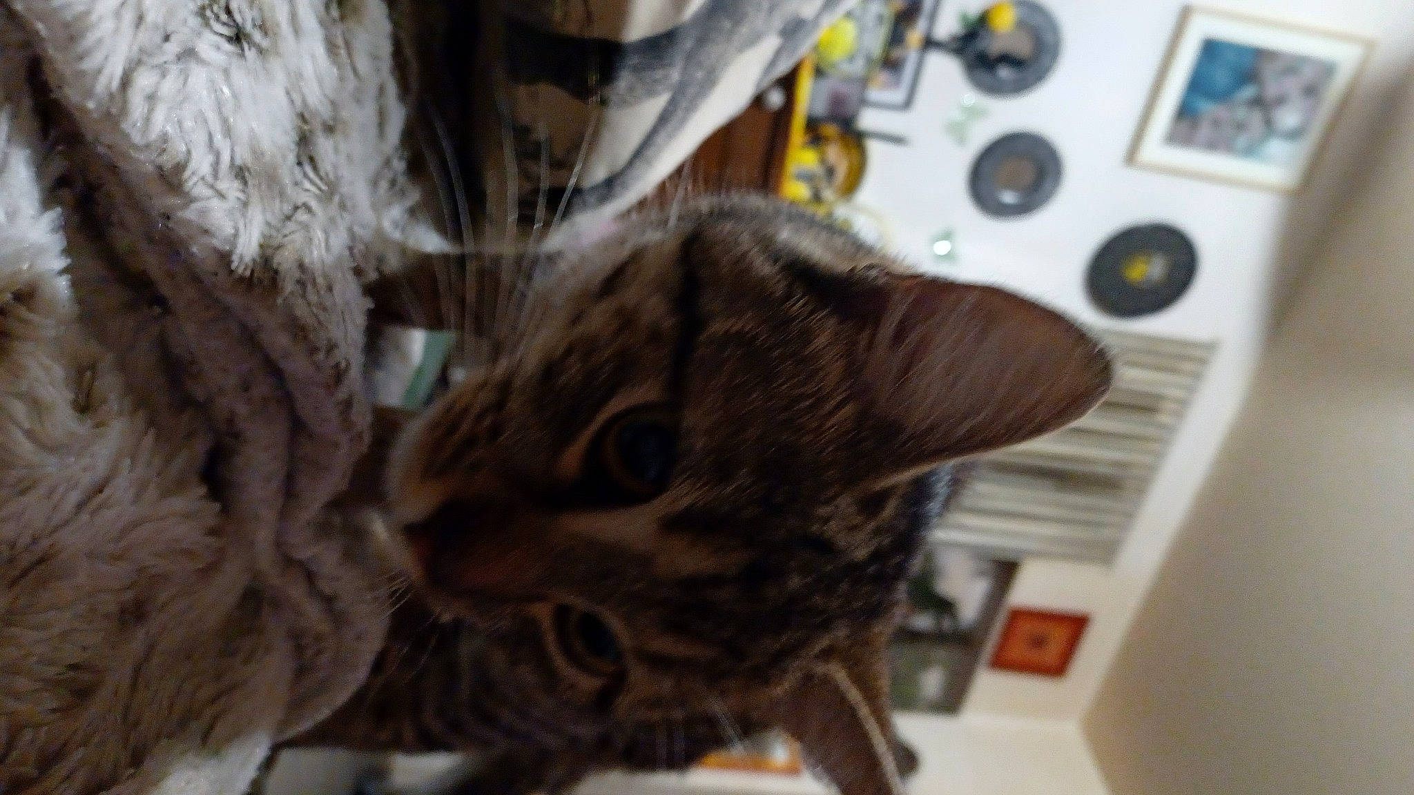 Tigresse a rejoint le concours — aidez-le/la à gagner de superbes lots ! audio_equipment, carnivore, cat, claw, domestic_short_haired_cat, ear, felidae, fur, paw, small_to_medium_sized_cats, snout, tail, tree, whiskers