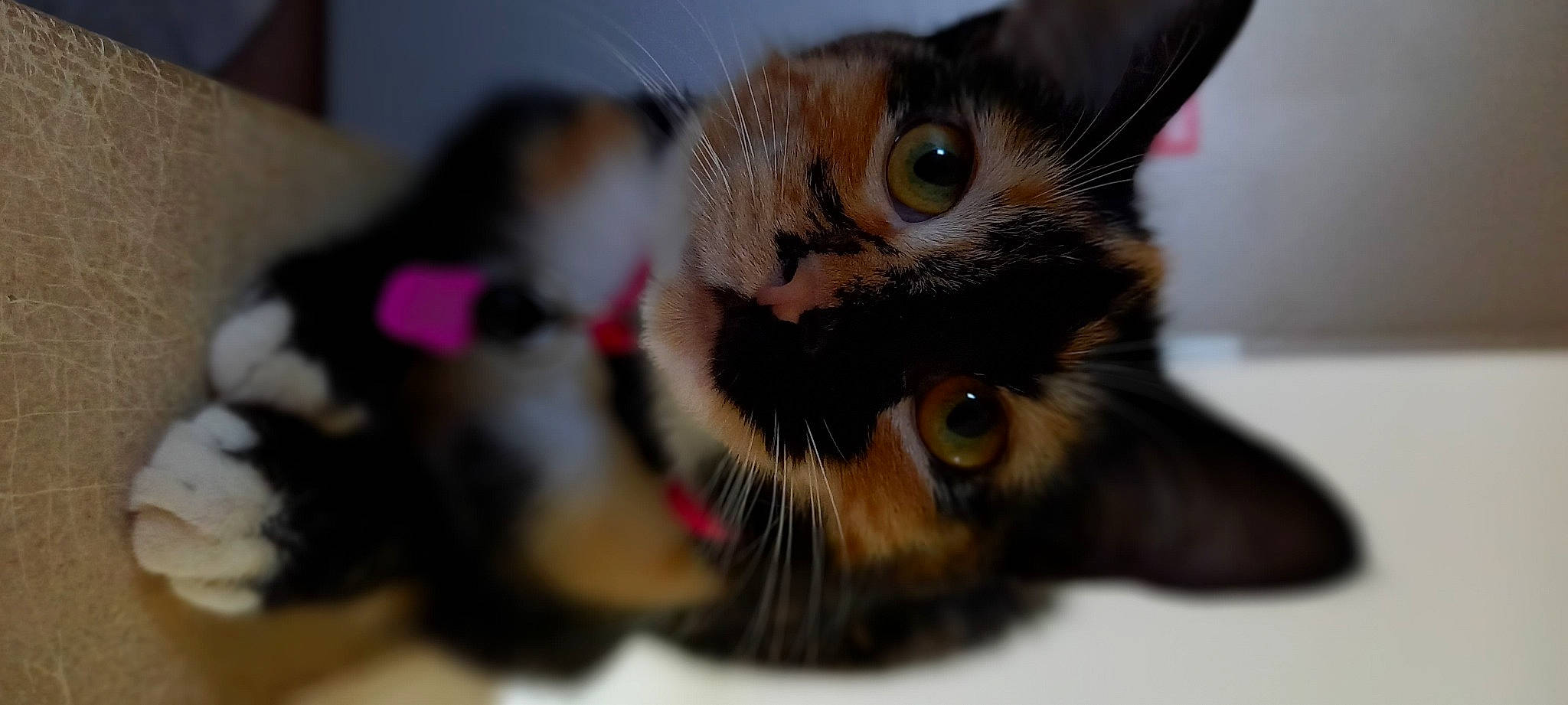 étoile a rejoint le concours — aidez-le/la à gagner de superbes lots ! carnivore, cat, claw, collar, domestic_short_haired_cat, ear, fawn, felidae, fur, paw, small_to_medium_sized_cats, snout, whiskers, wildlife