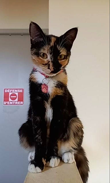 étoile participe au concours pour gagner de l'argent avec cette photo : carnivore, cat, claw, domestic_short_haired_cat, felidae, foot, formal_wear, fur, paw, sitting, small_to_medium_sized_cats, snout, tail, terrestrial_animal, whiskers