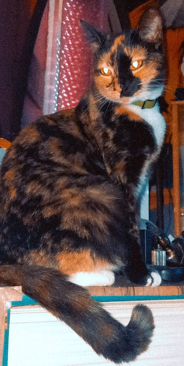 étoile participe au concours pour gagner de l'argent avec cette photo : carnivore, cat, claw, domestic_short_haired_cat, felidae, fur, lap, paw, small_to_medium_sized_cats, tail, terrestrial_animal, whiskers