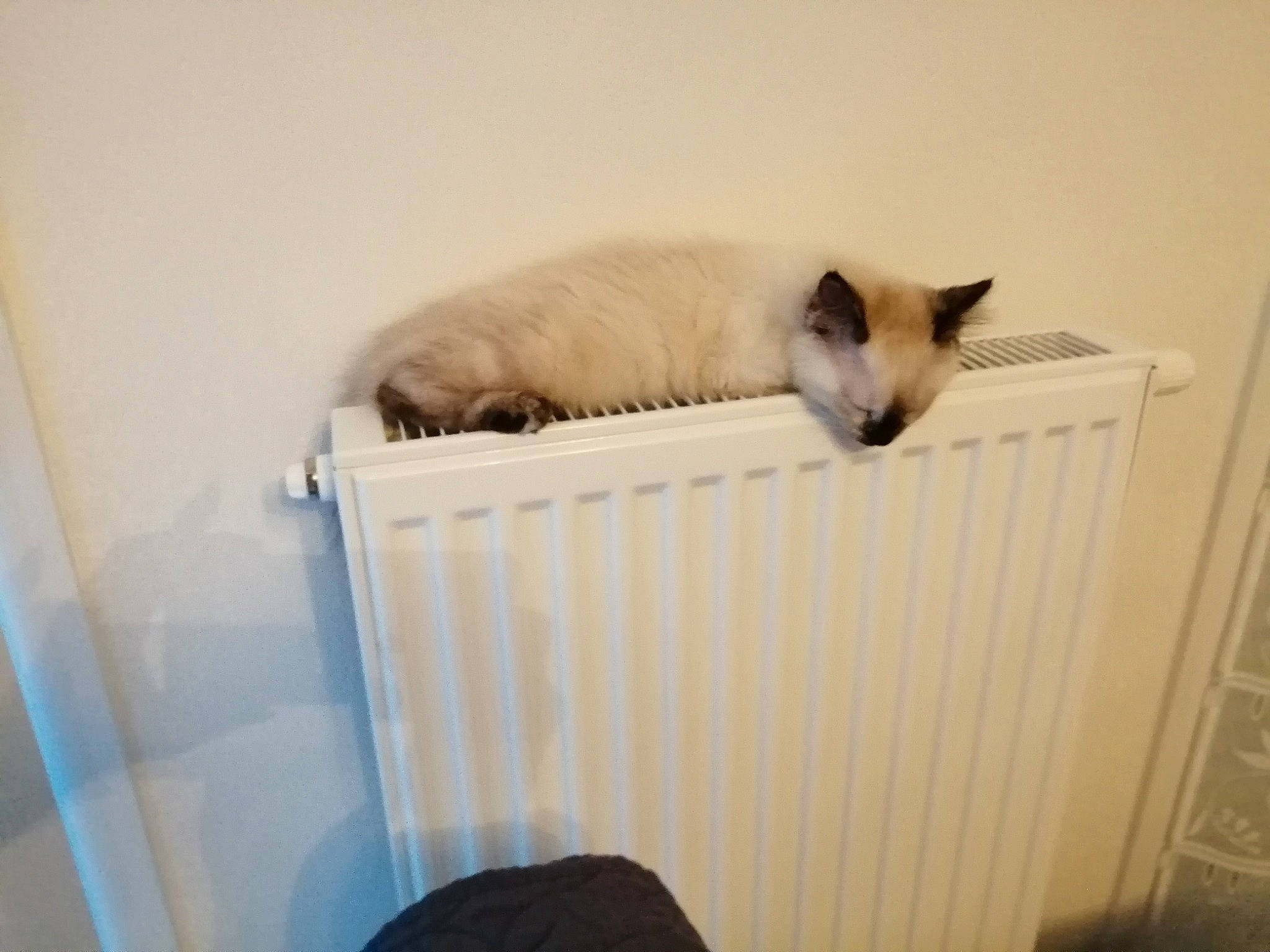 Princesse participe au concours pour gagner de l'argent avec cette photo : balinese, birman, carnivore, cat, felidae, ragdoll, room, siamese, small_to_medium_sized_cats, snowshoe, tail, thai, whiskers