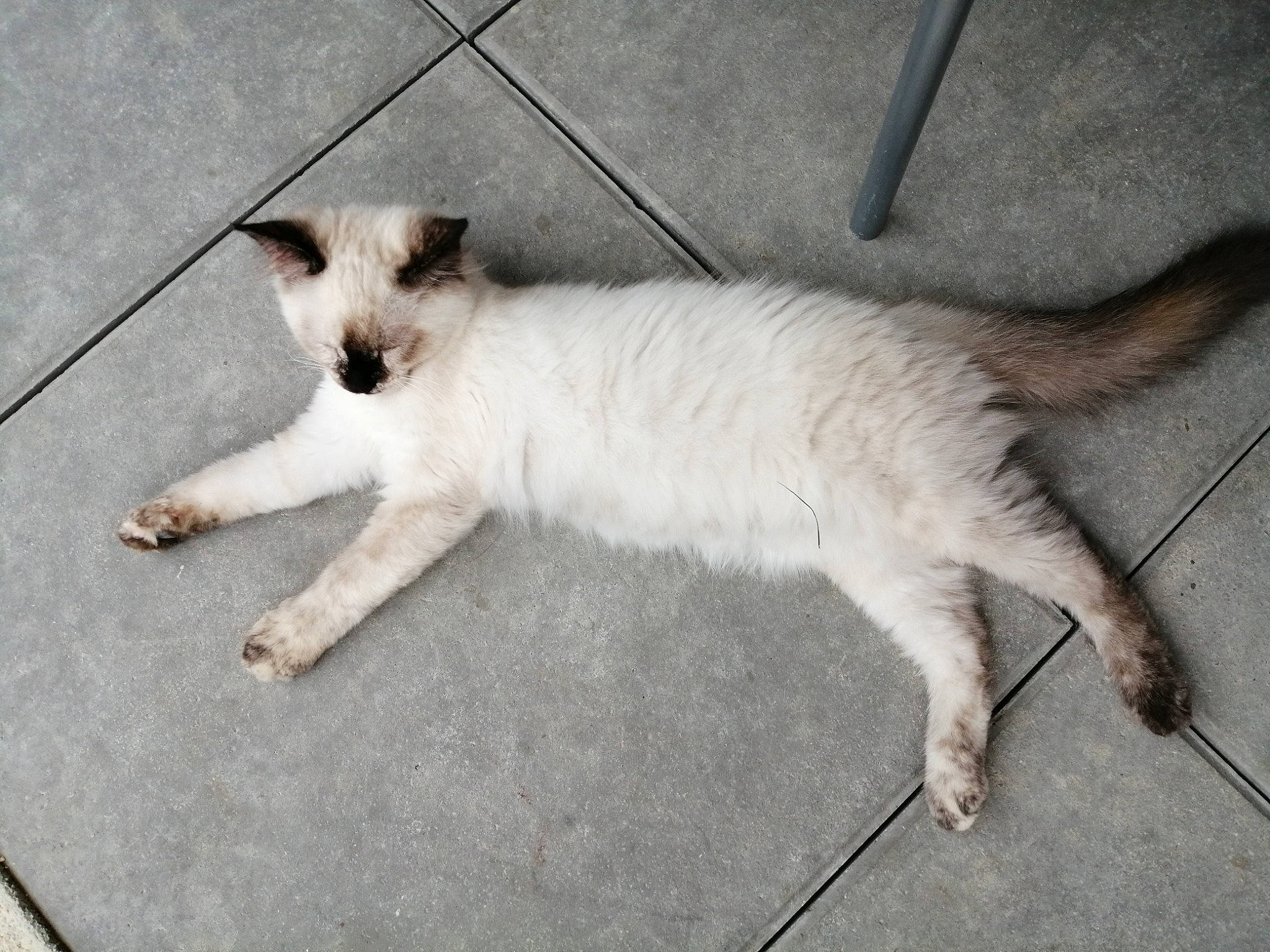 Princesse a rejoint le concours — aidez-le/la à gagner de superbes lots ! balinese, canidae, carnivore, cat, dog_breed, felidae, kitten, mammal, small_to_medium_sized_cats, tail, whiskers