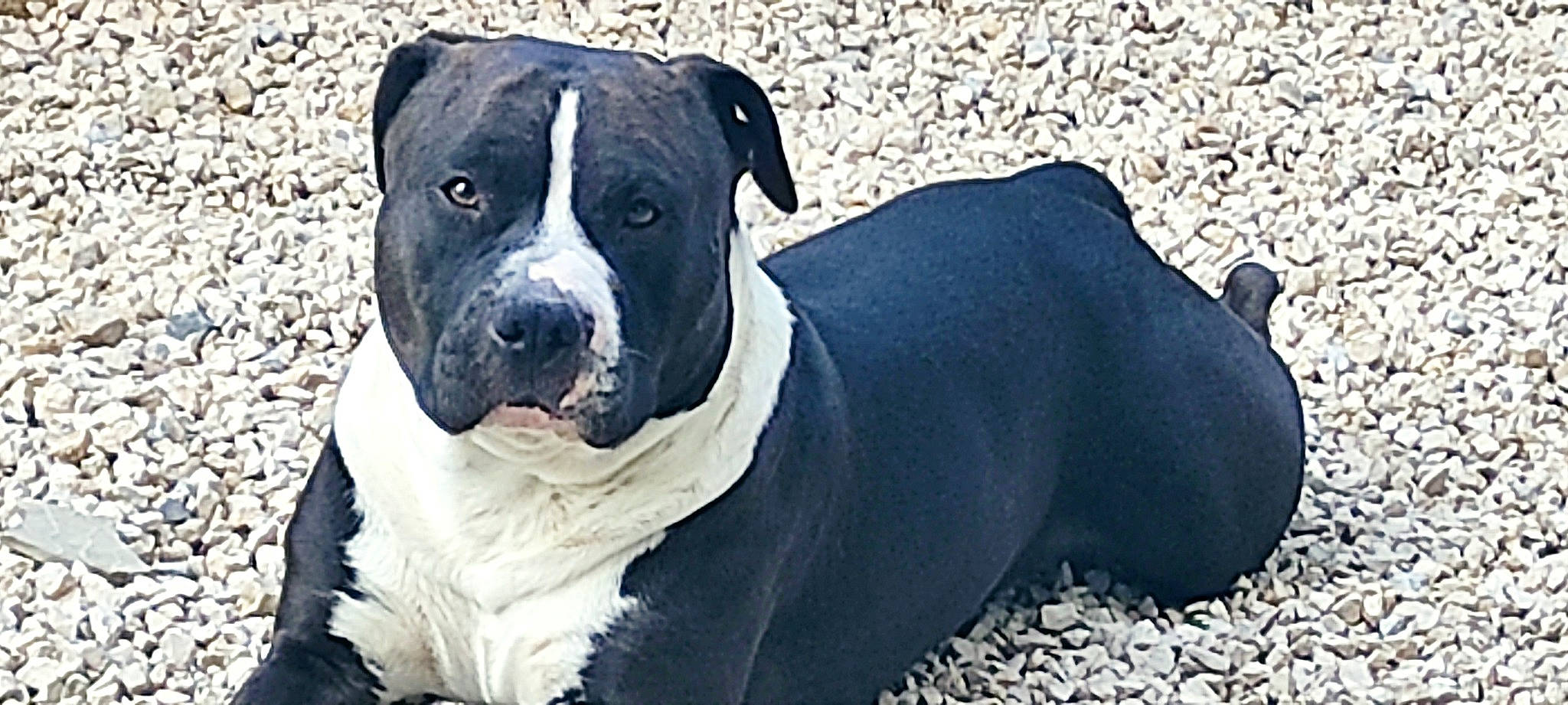 Ares a rejoint le concours — aidez-le/la à gagner de superbes lots ! ancient_dog_breeds, canidae, carnivore, collar, companion_dog, dog, dog_breed, dog_collar, fawn, guard_dog, molosser, non_sporting_group, snout, sporting_group, terrestrial_animal, whiskers, working_animal, working_dog