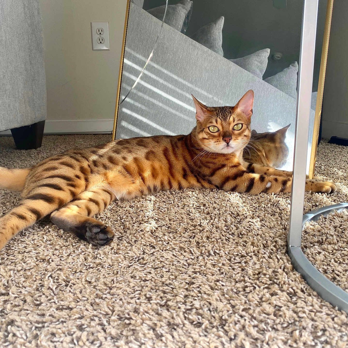 Perla is registered to the contest to win money with this photo: abyssinian, animal, cat, door, egyptiancat, hardwood, indoors, interiordesign, kitten, manx, mirror, ocelot, pet, wood