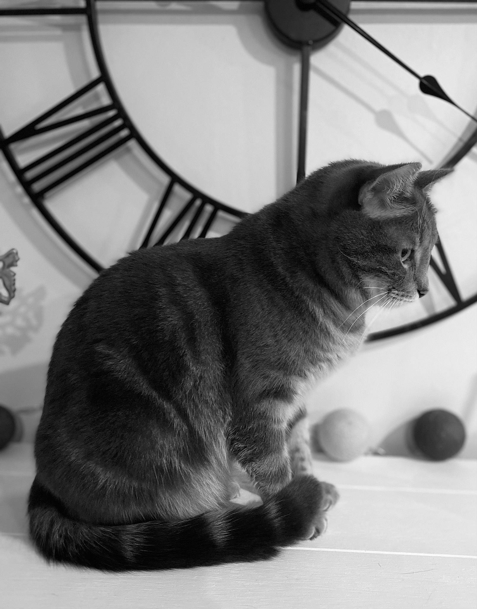 Blue a rejoint le concours — aidez-le/la à gagner de superbes lots ! black_and_white, carnivore, cat, claw, comfort, domestic_short_haired_cat, felidae, flooring, fur, grey, human_leg, metal, monochrome, monochrome_photography, paw, sitting, small_to_medium_sized_cats, tail, whiskers, wood