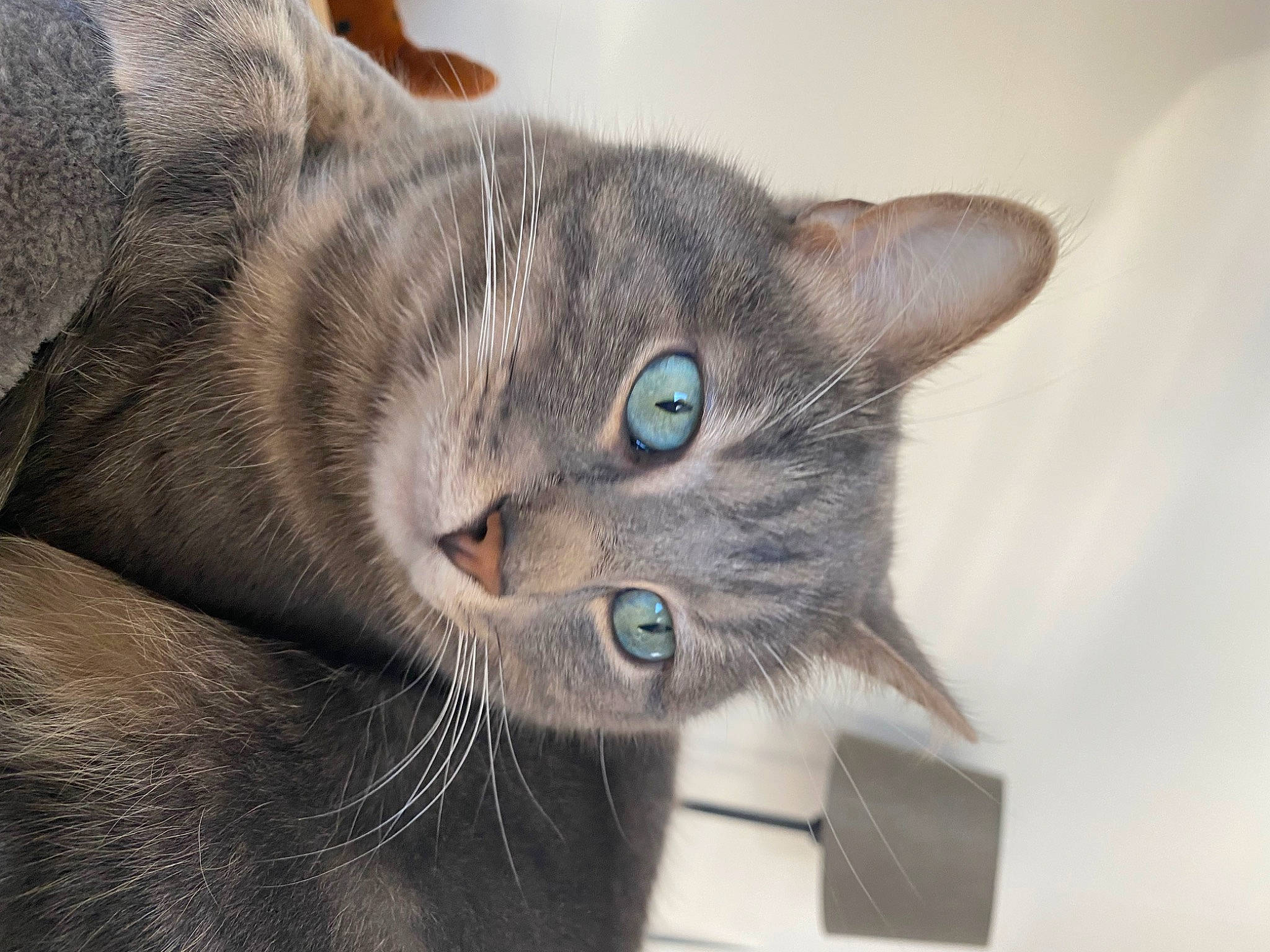 Blue a rejoint le concours — aidez-le/la à gagner de superbes lots ! carnivore, cat, comfort, domestic_short_haired_cat, ear, electric_blue, felidae, fur, grey, small_to_medium_sized_cats, snout, terrestrial_animal, whiskers, wildlife