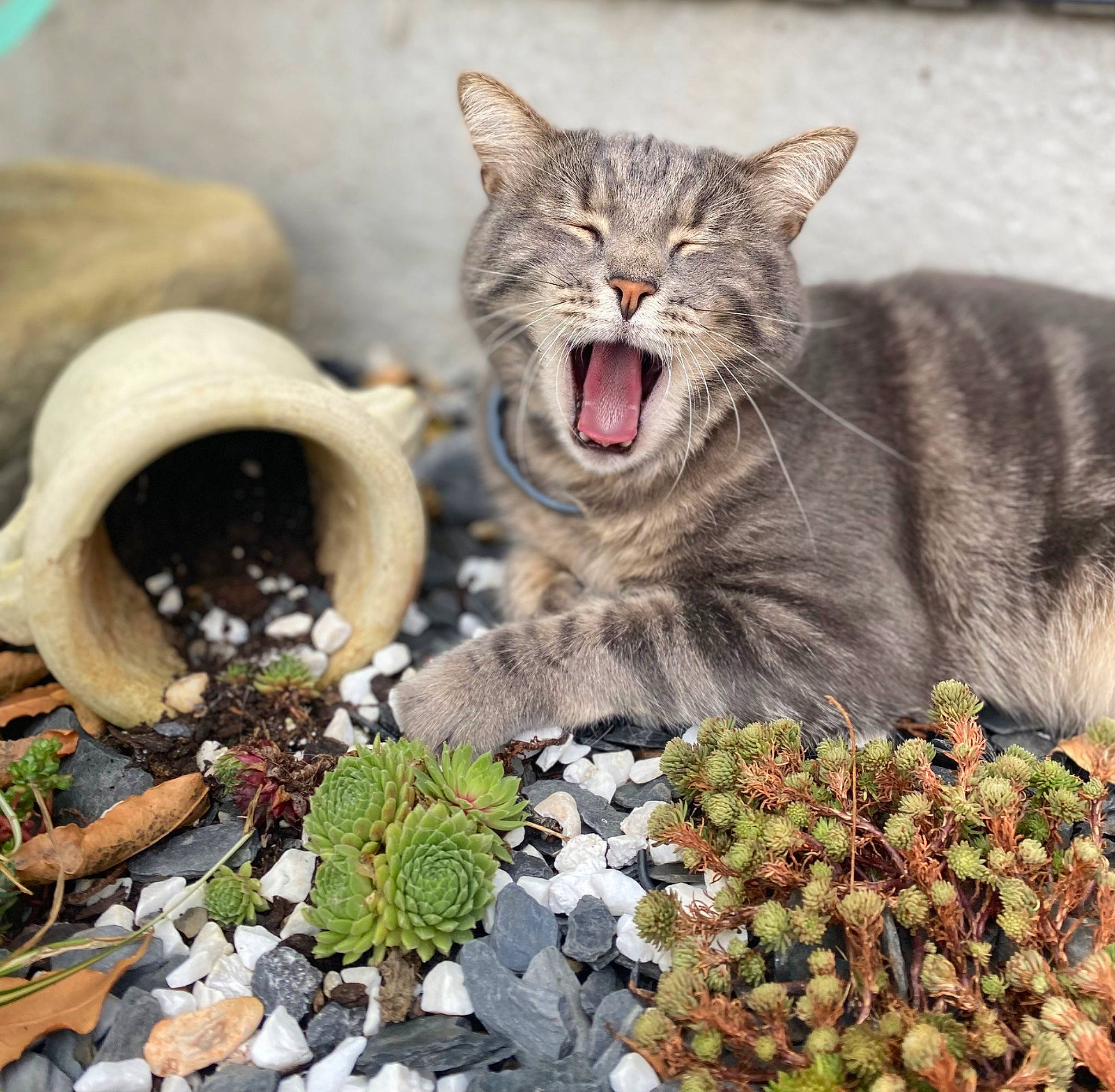 Blue a rejoint le concours — aidez-le/la à gagner de superbes lots ! adaptation, carnivore, cat, eye, fang, felidae, flower, fur, grass, groundcover, nature, organism, plant, small_to_medium_sized_cats, snout, terrestrial_animal, terrestrial_plant, vertebrate, whiskers, yawn