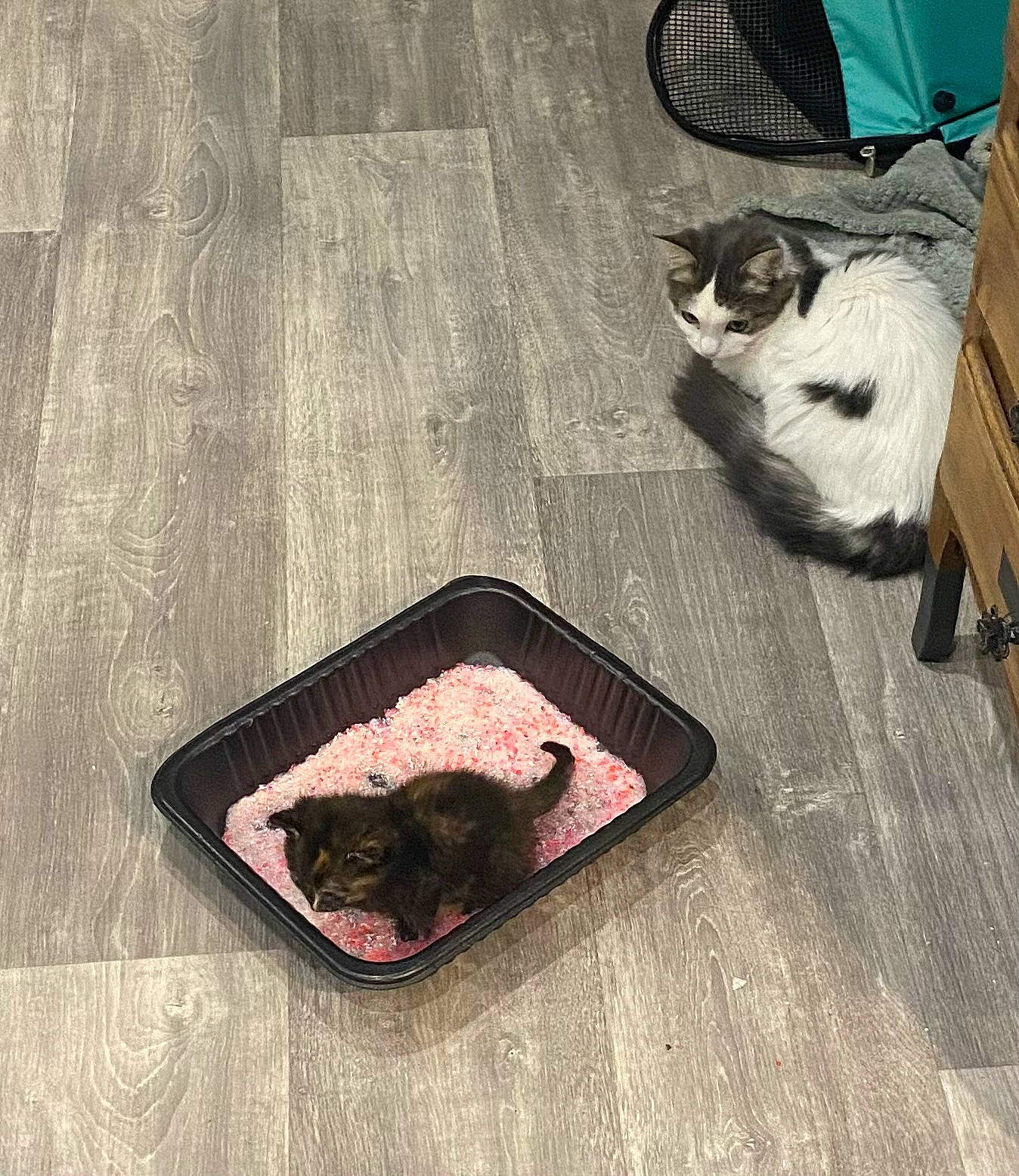 Vaïana participe au concours pour gagner de l'argent avec cette photo : carmine, cat, comfort, companion_dog, cuisine, dish, domestic_short_haired_cat, felidae, flesh, flooring, fur, hardwood, ingredient, magenta, rectangle, small_to_medium_sized_cats, tableware, tail, whiskers, wood