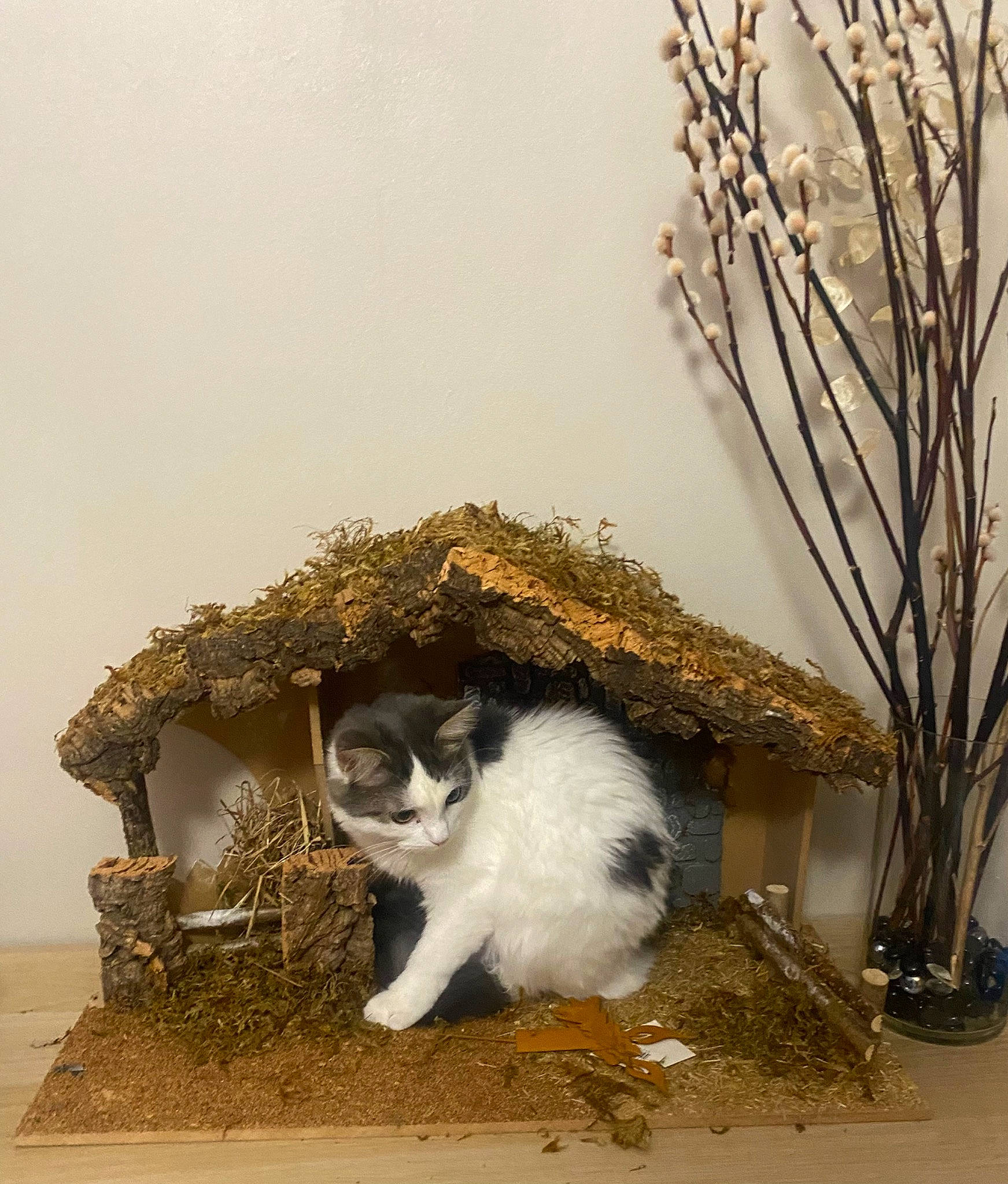 Vaïana a rejoint le concours — aidez-le/la à gagner de superbes lots ! art, carnivore, cat, domestic_short_haired_cat, felidae, fur, grass, landscape, plant, rectangle, roof, sitting, small_to_medium_sized_cats, tail, tree, twig, whiskers, window, winter, wood