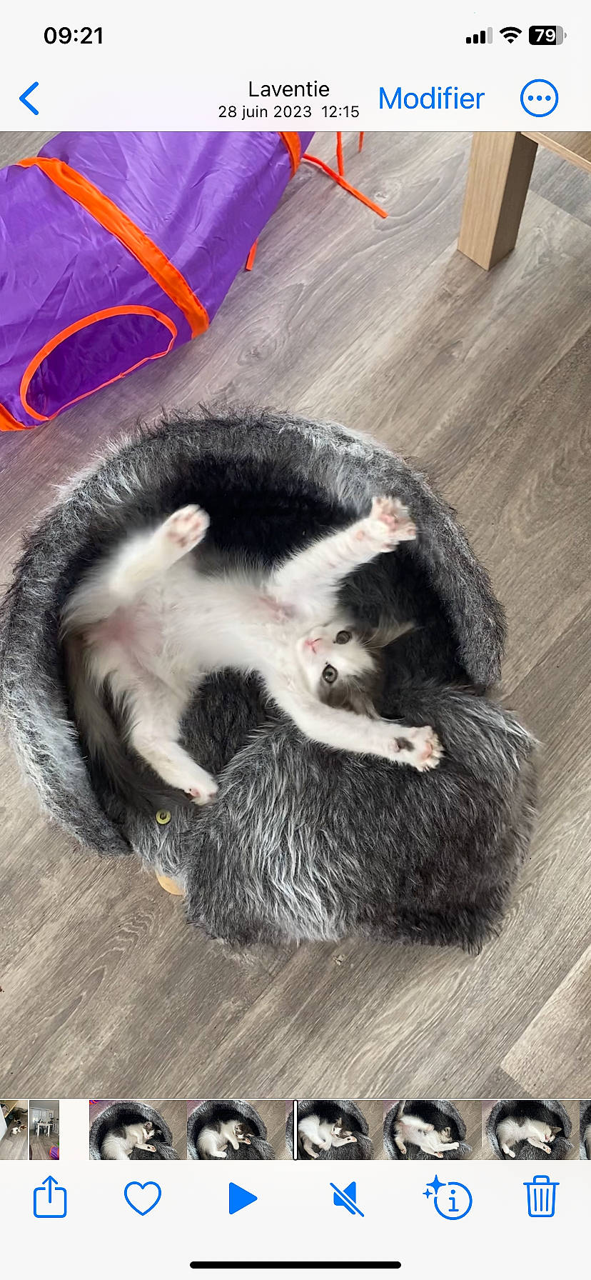 Vaïana participe au concours pour gagner de l'argent avec cette photo : canidae, carnivore, cat_toy, claw, companion_dog, dog_breed, felidae, ferret, flooring, foot, fur, hardwood, paw, small_to_medium_sized_cats, snout, sporting_group, tail, terrestrial_animal, whiskers, wood