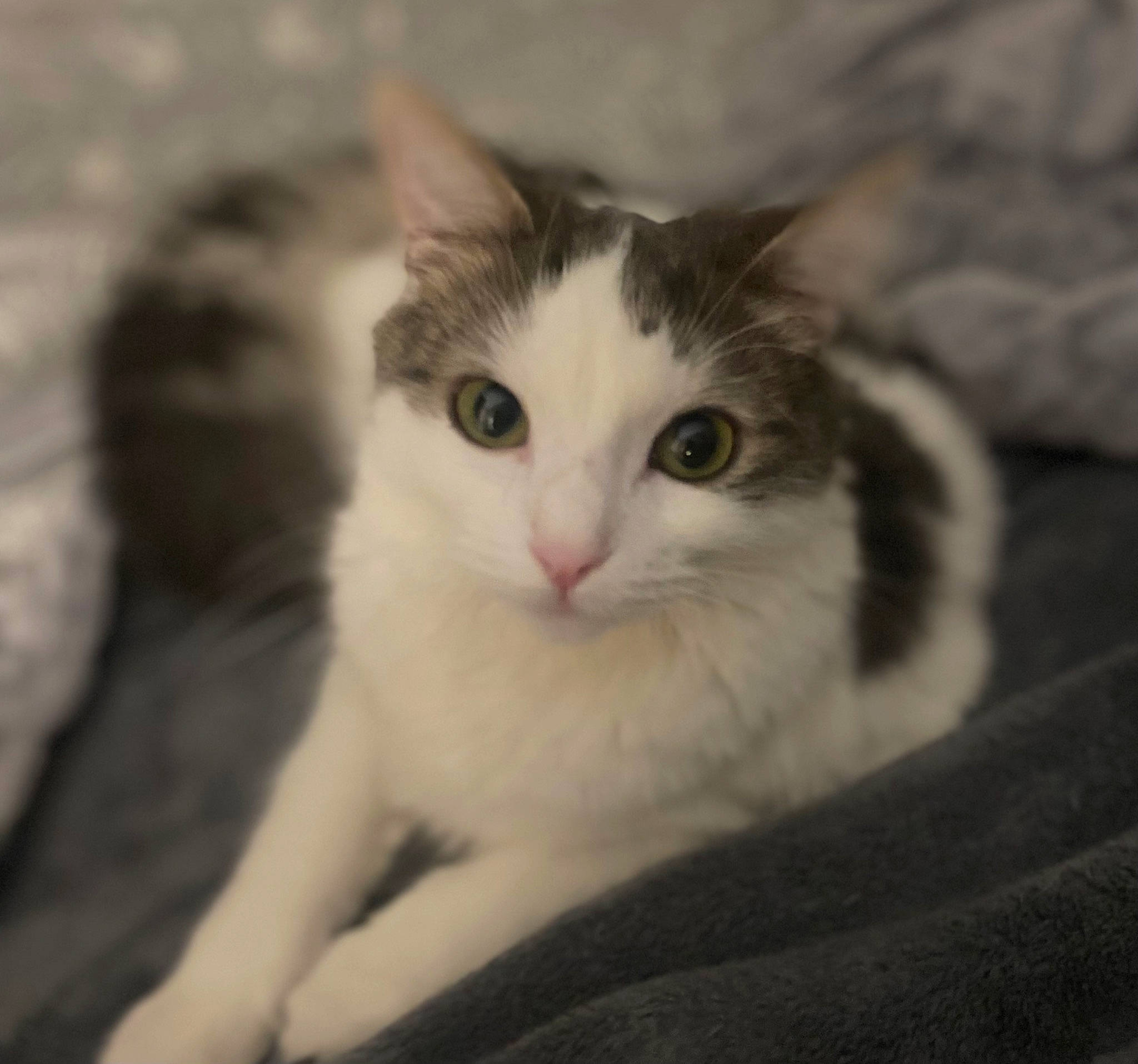 Vaïana a rejoint le concours — aidez-le/la à gagner de superbes lots ! carnivore, cat, claw, comfort, domestic_short_haired_cat, ear, felidae, fur, iris, paw, small_to_medium_sized_cats, snout, tail, tree, whiskers