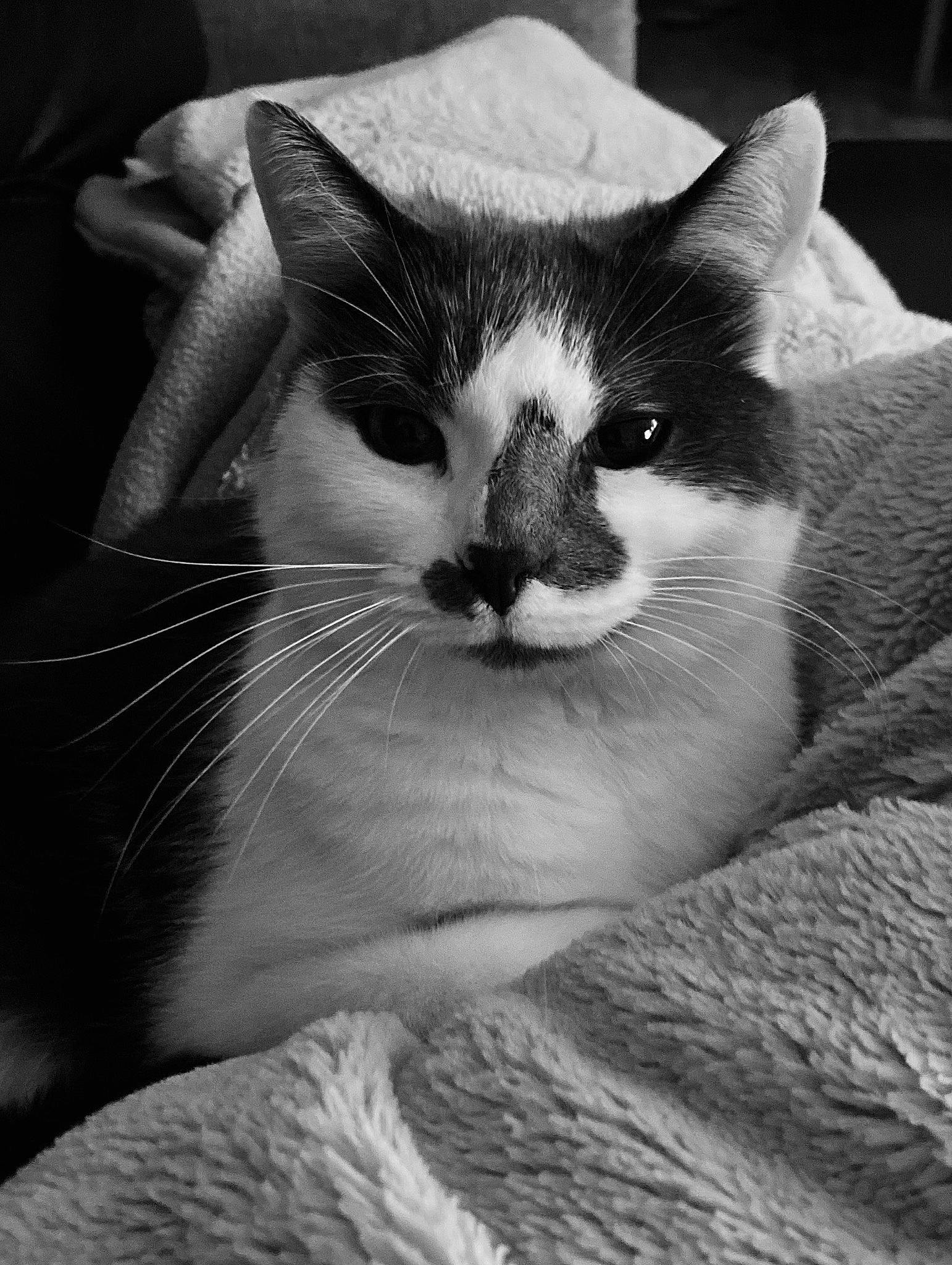 Bloomy participe au concours pour gagner de l'argent avec cette photo : black_and_white, carnivore, cat, comfort, domestic_short_haired_cat, eyelash, felidae, fur, iris, monochrome, monochrome_photography, paw, photography, sitting, small_to_medium_sized_cats, snout, style, tree, whiskers, window