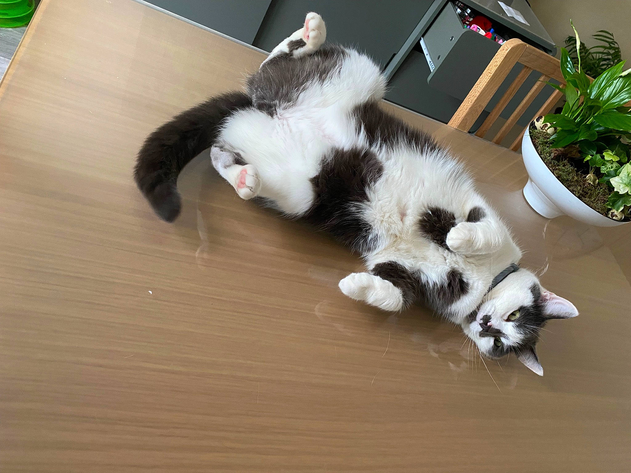 Bloomy participe au concours pour gagner de l'argent avec cette photo : carnivore, cat, comfort, companion_dog, dog_breed, domestic_short_haired_cat, felidae, flooring, flowerpot, fur, hardwood, houseplant, paw, plant, small_to_medium_sized_cats, snout, sporting_group, tail, whiskers, wood