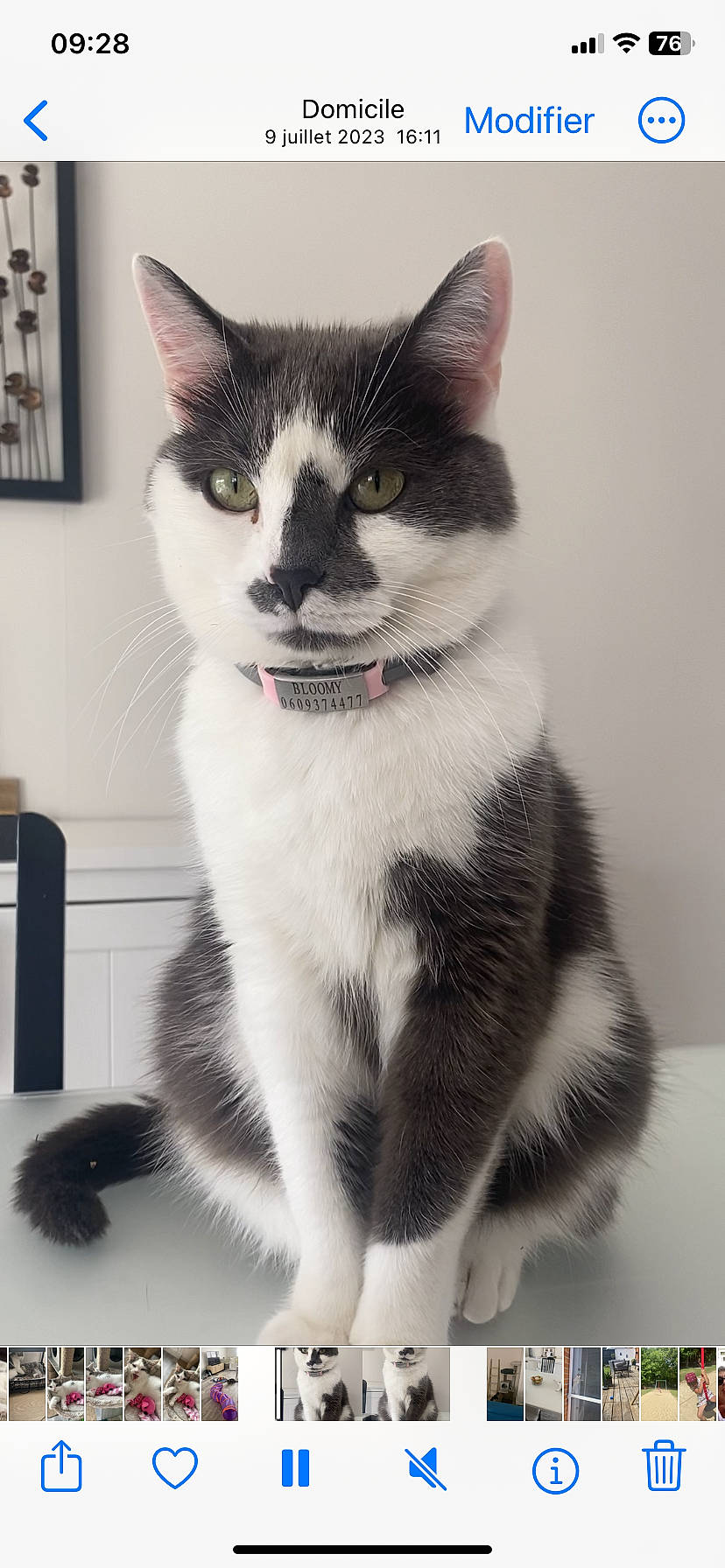 Bloomy participe au concours pour gagner de l'argent avec cette photo : carnivore, cat, domestic_short_haired_cat, eye, felidae, foot, fur, grey, head, monochrome_photography, moustache, paw, picture_frame, sitting, small_to_medium_sized_cats, snout, tail, terrestrial_animal, whiskers, window