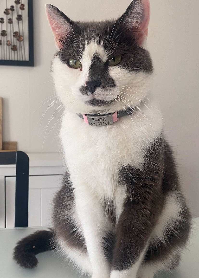 Bloomy participe au concours pour gagner de l'argent avec cette photo : black_cat, carnivore, cat, claw, domestic_short_haired_cat, eye, felidae, foot, fur, monochrome_photography, moustache, paw, picture_frame, sitting, small_to_medium_sized_cats, snout, tail, terrestrial_animal, whiskers, window