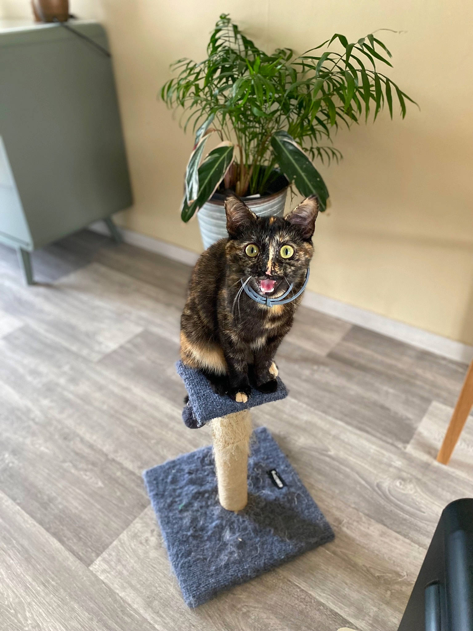 Gaby participe au concours pour gagner de l'argent avec cette photo : art, carnivore, cat, chair, fawn, felidae, floor, flooring, flowerpot, grass, hardwood, houseplant, plant, small_to_medium_sized_cats, snout, stairs, tail, tree, whiskers, wood