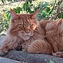 cat, orange_cat, fluffy, outdoor, nature, leaves, relaxed, animal, pet, feline, whiskers, ears, paws, sunlight, stone, resting, closeup, portrait, fur, calm