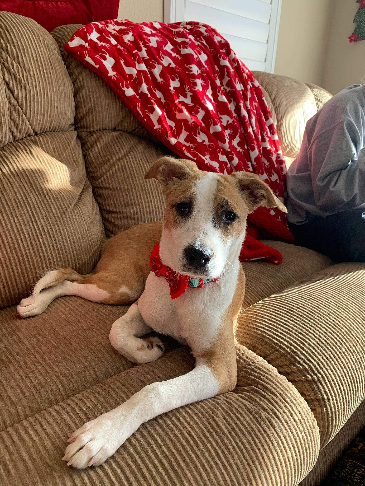 Indi is registered to the contest to win money with this photo: carnivore, collar, comfort, companion_dog, couch, dog, dog_breed, dog_collar, dog_supply, fawn, flooring, furniture, hardwood, living_room, pet_supply, pillow, snout, sporting_group, wood, working_animal