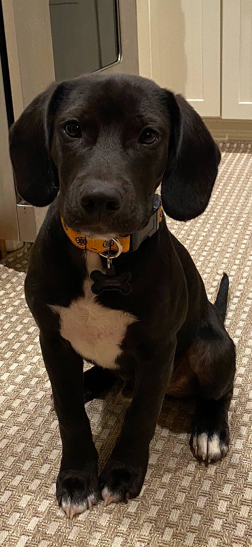 Bruin is registered to the contest to win money with this photo: borador, canidae, carnivore, collar, companion_dog, dog, dog_breed, dog_collar, fawn, fur, gun_dog, hunting_dog, liver, non_sporting_group, snout, sporting_group, whiskers, working_animal, working_dog