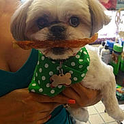 Duty joined the competition — help win amazing prizes! dog, pet, small_dog, white_fur, bandana, green_bandana, polka_dots, treat, holding, person, hand, nail_polish, indoor, home, furniture, floor_tiles, cute, animal, face, close_up