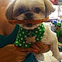 dog, pet, small_dog, white_fur, bandana, green_bandana, polka_dots, treat, holding, person, hand, nail_polish, indoor, home, furniture, floor_tiles, cute, animal, face, close_up