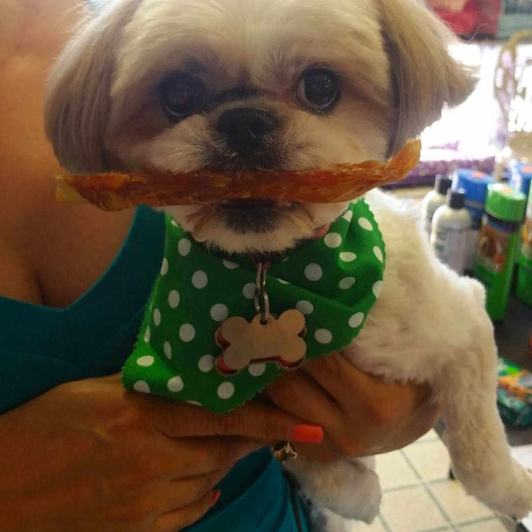 Duty joined the competition — help win amazing prizes! animal, bandana, close_up, cute, dog, face, floor_tiles, furniture, green_bandana, hand, holding, home, indoor, nail_polish, person, pet, polka_dots, small_dog, treat, white_fur