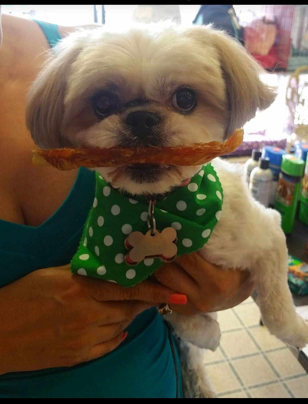 Duty joined the competition — help win amazing prizes! dog, pet, small_dog, white_fur, bandana, green_bandana, polka_dots, treat, holding, person, hand, nail_polish, indoor, home, furniture, floor_tiles, cute, animal, face, close_up