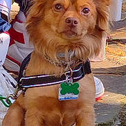 Dexter joined the competition — help win amazing prizes! dog, brown_dog, pet, sitting, harness, dog_tag, outdoor, stone_patio, shoes, sneakers, fur, ears, collar, leash, animal, canine, daylight, cute, alert, companion