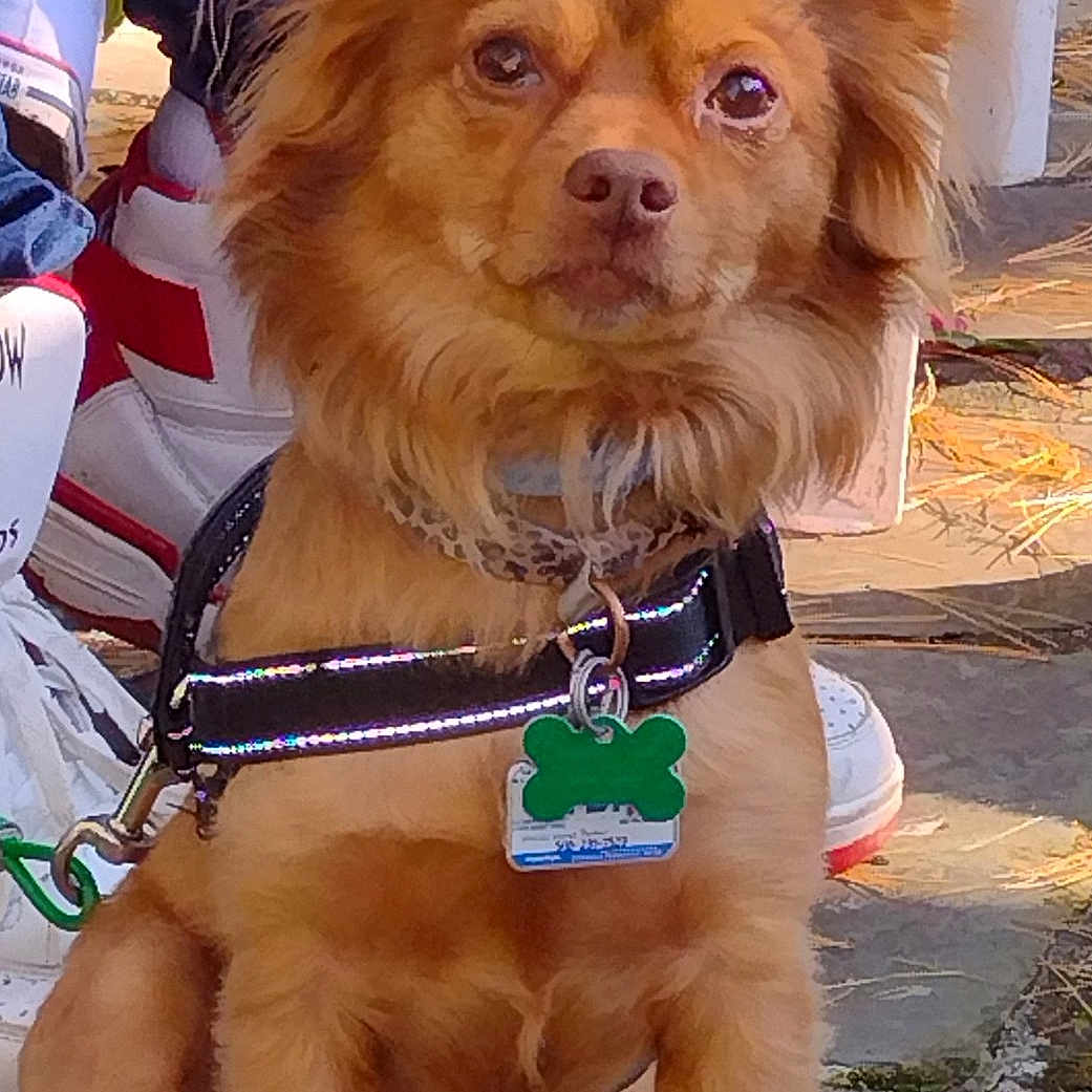 Dexter joined the competition — help win amazing prizes! alert, animal, brown_dog, canine, collar, companion, cute, daylight, dog, dog_tag, ears, fur, harness, leash, outdoor, pet, shoes, sitting, sneakers, stone_patio