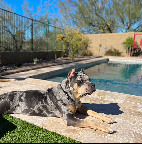 Valkyrie is registered to the contest to win money with this photo: asphalt, carnivore, collar, companion_dog, dog, dog_breed, dog_collar, dog_supply, fawn, fence, grass, leash, plant, road_surface, sky, snout, sporting_group, tree, water, whiskers