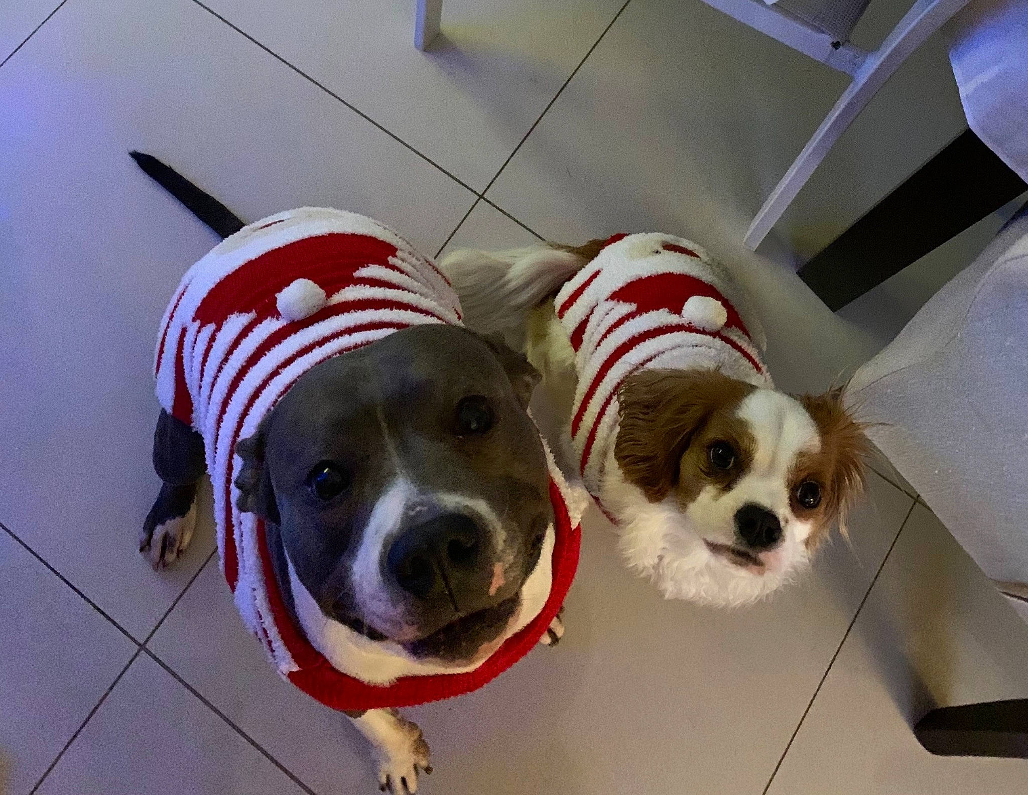 Peter participe au concours pour gagner de l'argent avec cette photo : canidae, carnivore, collar, companion_dog, dog, dog_breed, dog_clothes, dog_collar, dog_supply, eyewear, fawn, flooring, leash, personal_protective_equipment, pet_supply, snout, sporting_group, toy_dog, vision_care, working_animal