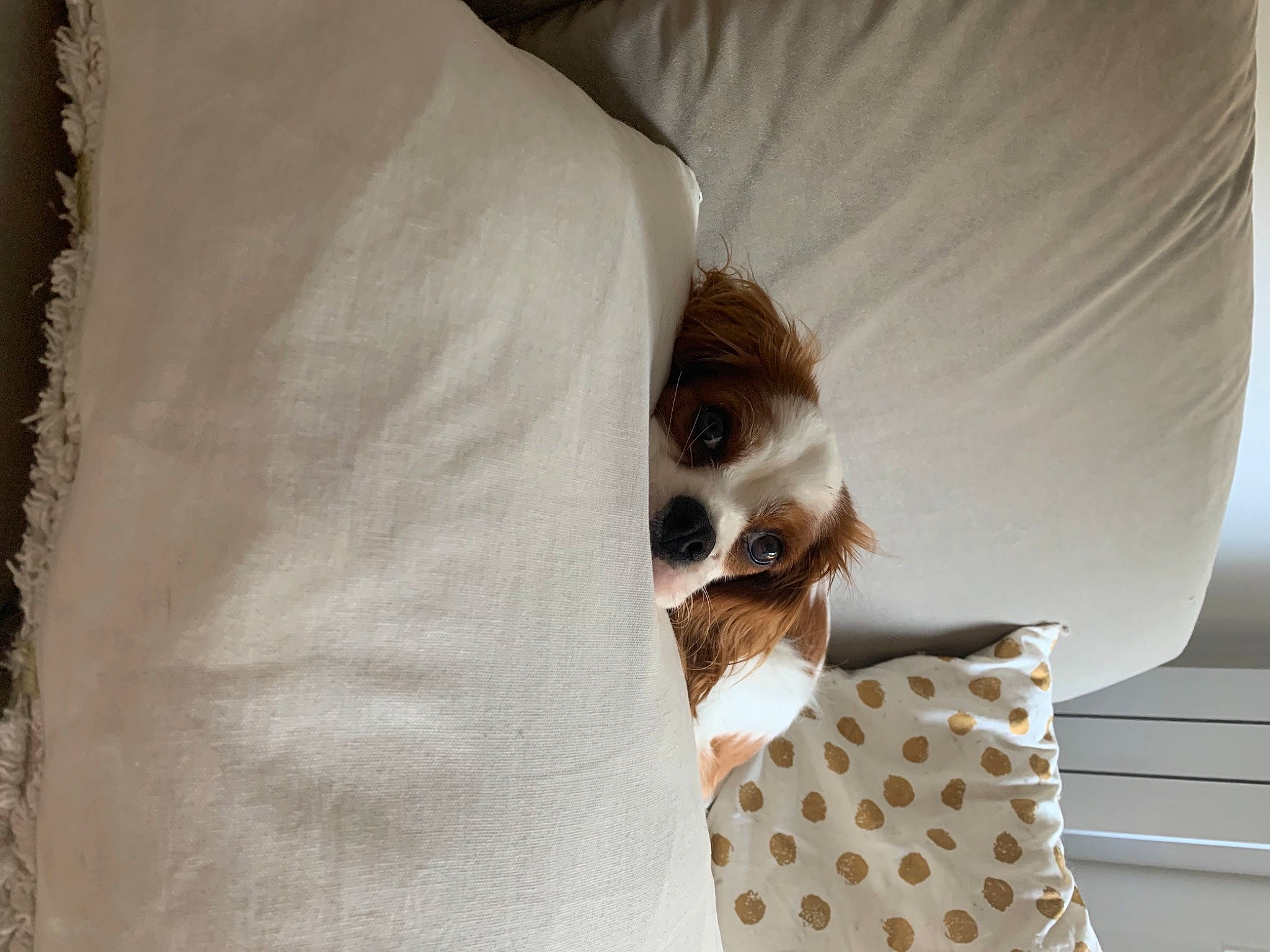 Peter participe au concours pour gagner de l'argent avec cette photo : canidae, carnivore, comfort, companion_dog, dog, dog_breed, eyewear, fawn, felidae, fur, glasses, linens, pattern, small_to_medium_sized_cats, snout, sunglasses, textile, vision_care, whiskers, wood