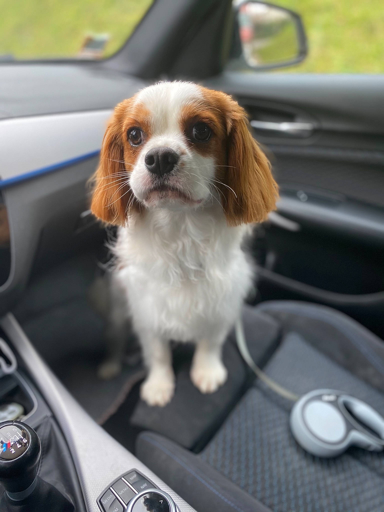 Peter a rejoint le concours — aidez-le/la à gagner de superbes lots ! automotive_design, automotive_exterior, automotive_lighting, automotive_mirror, bumper, car, carnivore, companion_dog, dog, dog_breed, fawn, hood, liver, mirror, motor_vehicle, snout, vehicle, vehicle_door, white, windscreen_wiper