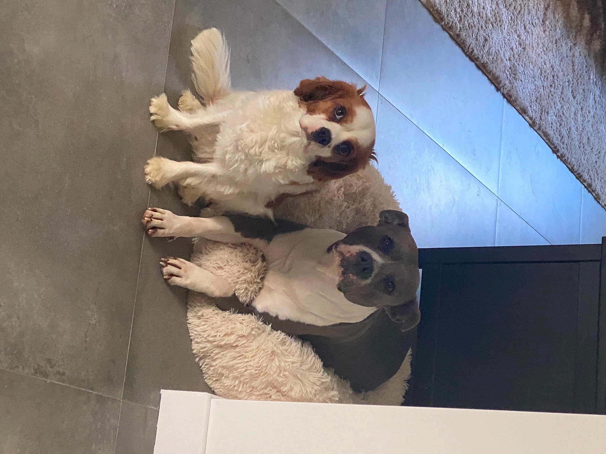 Peter participe au concours pour gagner de l'argent avec cette photo : anthropology, art, comfort, companion_dog, eyewear, fawn, flooring, fur, metal, panda, plush, room, snout, stuffed_toy, teddy_bear, tourist_attraction, toy, visual_arts, whiskers, wood