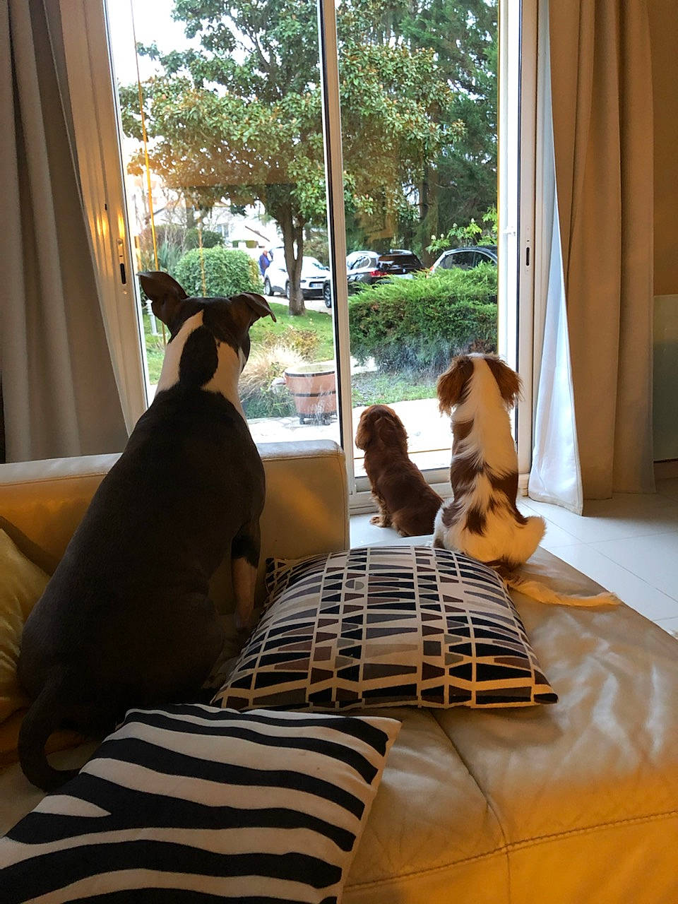 Peter participe au concours pour gagner de l'argent avec cette photo : carnivore, comfort, companion_dog, curtain, dog, dog_breed, fawn, floor, flooring, hardwood, interior_design, mammal, morning, plant, shade, sunlight, tree, vertebrate, window, wood