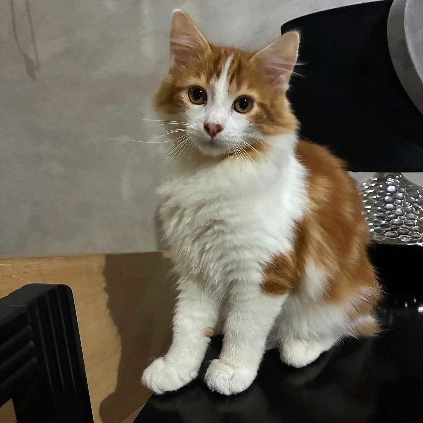 Horus participe au concours pour gagner de l'argent avec cette photo : animal, background, black_surface, cat, chair, curious, cute, domestic, ears, eyes, feline, fluffy, fur, indoor, kitten, orange_and_white, pet, sitting, whiskers, young