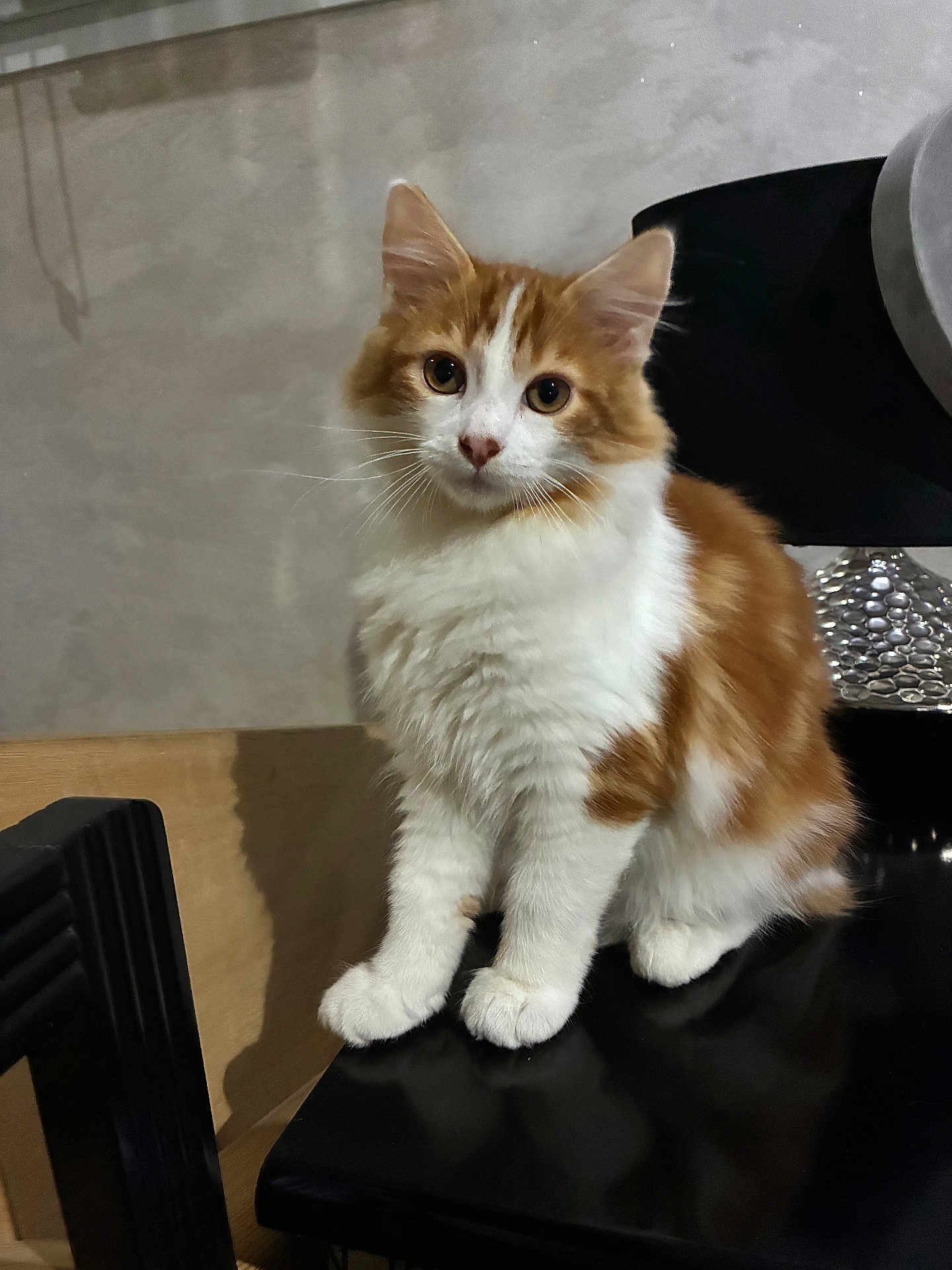 Horus participe au concours pour gagner de l'argent avec cette photo : cat, kitten, orange_and_white, fluffy, pet, indoor, feline, animal, cute, fur, whiskers, ears, eyes, sitting, black_surface, chair, background, domestic, young, curious